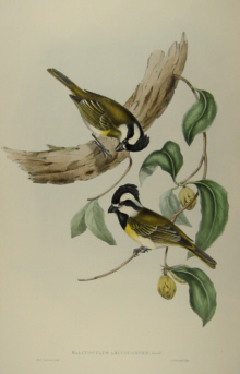 John Gould's Birds of Australia